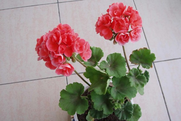 怎么养石腊红，生长离不开充足的光照