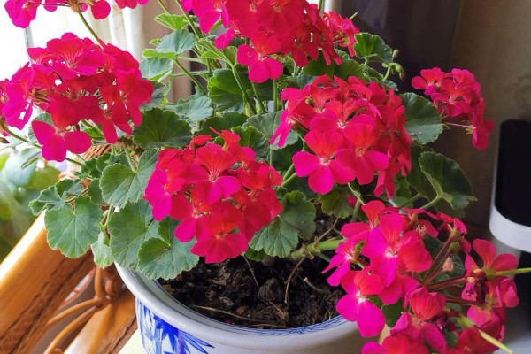 怎么养石腊红，生长离不开充足的光照