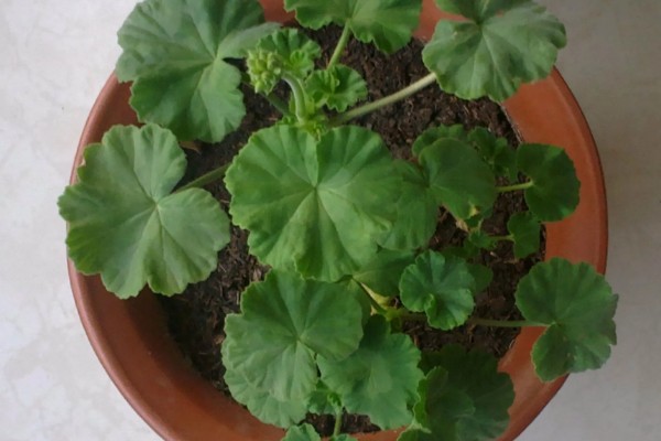 怎么养石腊红，生长离不开充足的光照