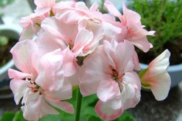 怎么养石腊红，生长离不开充足的光照