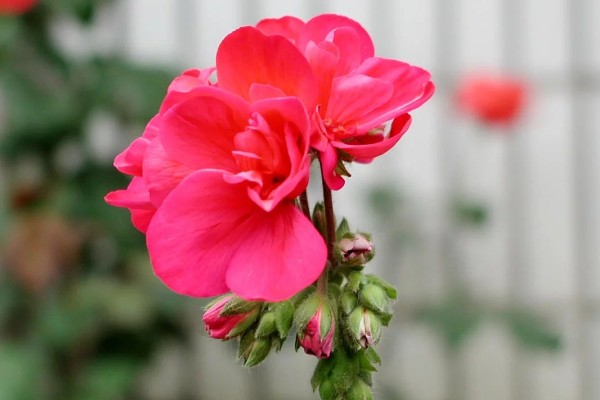 怎么养石腊红，生长离不开充足的光照