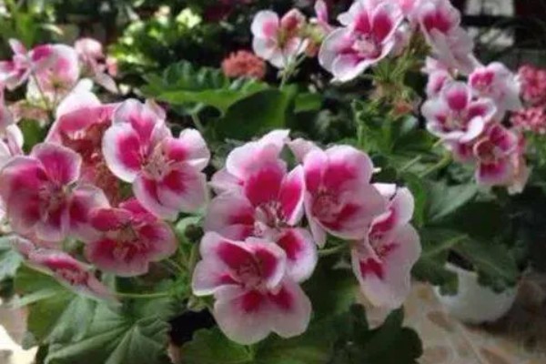 怎么养石腊红，生长离不开充足的光照