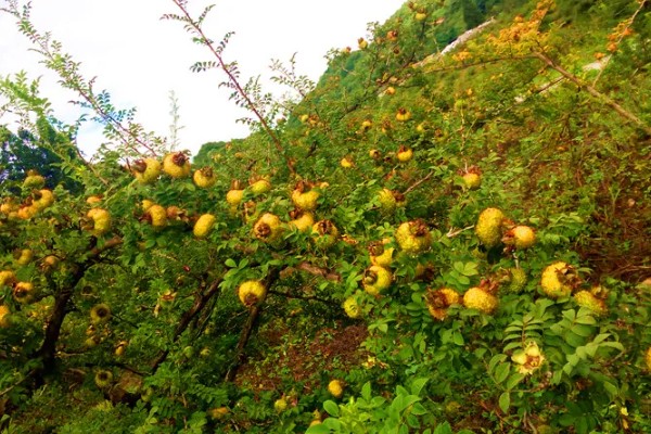 刺梨是酸性还是碱性水果，刺梨是酸性水果