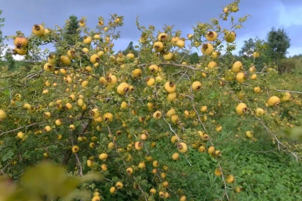 刺梨是酸性还是碱性水果，刺梨是酸性水果