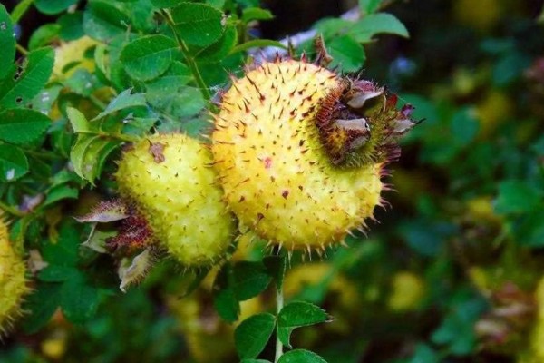 刺梨是酸性还是碱性水果，刺梨是酸性水果