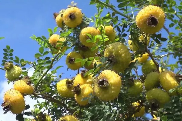 刺梨是酸性还是碱性水果，刺梨是酸性水果