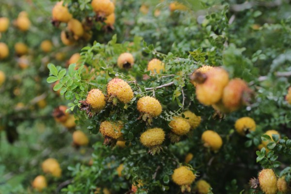 刺梨是酸性还是碱性水果，刺梨是酸性水果