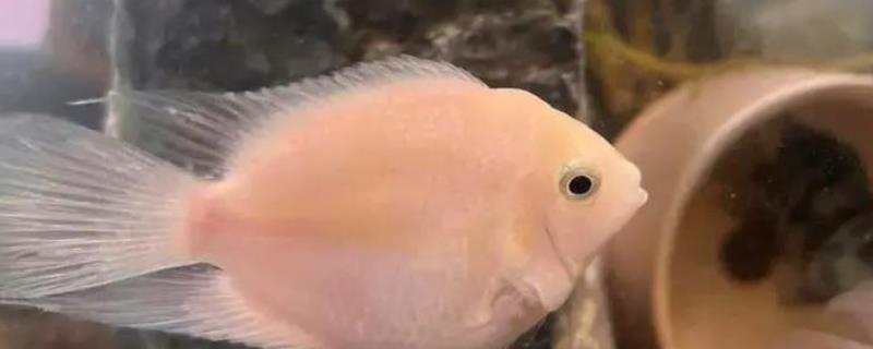 小鱼缸能养鹦鹉鱼吗，小鱼缸是可以养鹦鹉鱼的