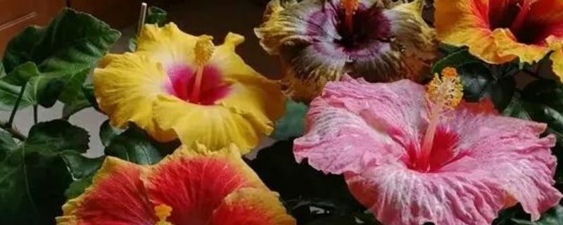 丹麦木槿的养殖方法，可采取扦插的方式进行繁殖