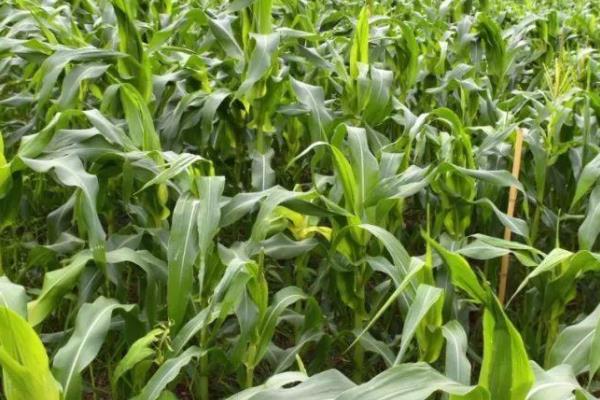 齐山609玉米种子简介，在适应区5月7日左右播种