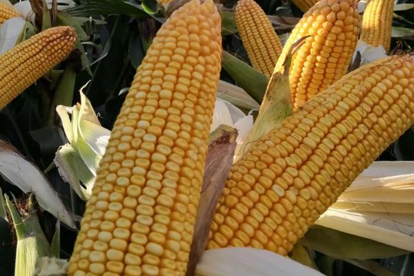 齐山609玉米种子简介，在适应区5月7日左右播种