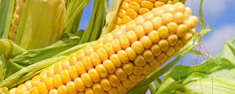 Z6831玉米品种的特性，在适应区5月5日左右播种