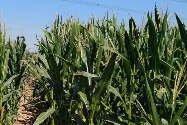 F79玉米品种的特性，抗至中抗镰孢穗腐病