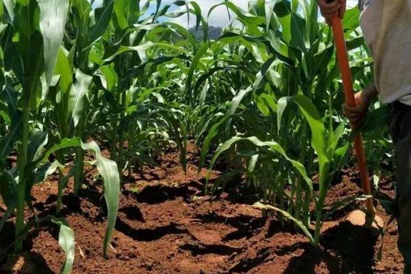 橙糯707玉米种子特征特性，该品种幼苗期第一叶鞘紫色