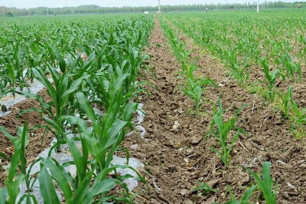 Z6831玉米品种的特性，在适应区5月5日左右播种