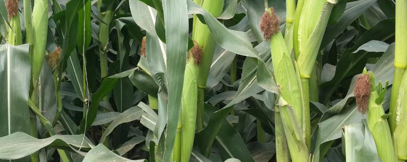 德邦1681玉米品种简介，在适应区5月1日左右播种