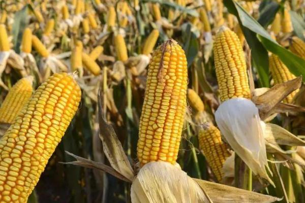 龙玉糯107玉米种子特征特性,鲜食玉米品种