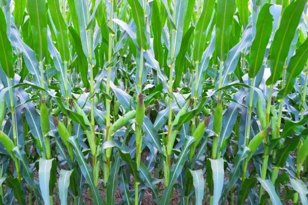 CD168玉米品种的特性,种植密度不宜过大