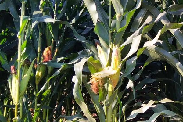 沃普2152玉米种子特征特性，普通玉米品种