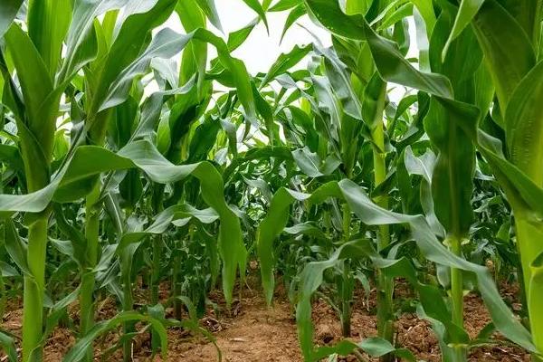 K6791sa玉米种子特征特性，选择中等以上肥力地块