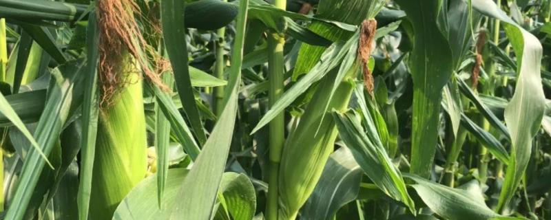 C6397sa玉米品种简介，该品种幼苗期第一叶鞘紫色