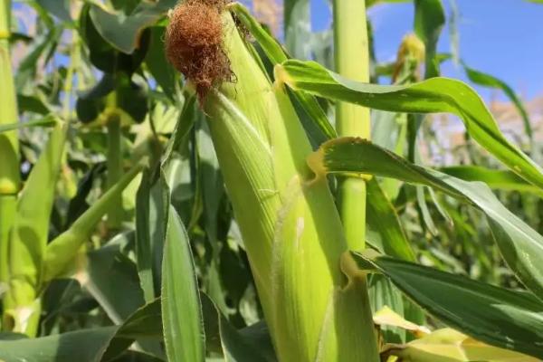 黄金甲sk玉米种子介绍，普通玉米品种