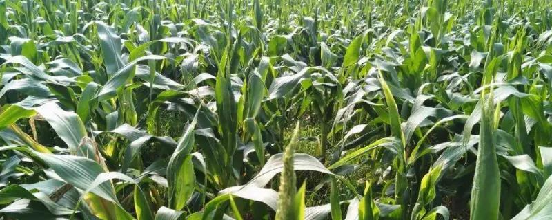 龙育392玉米品种简介,种植密度不宜过大