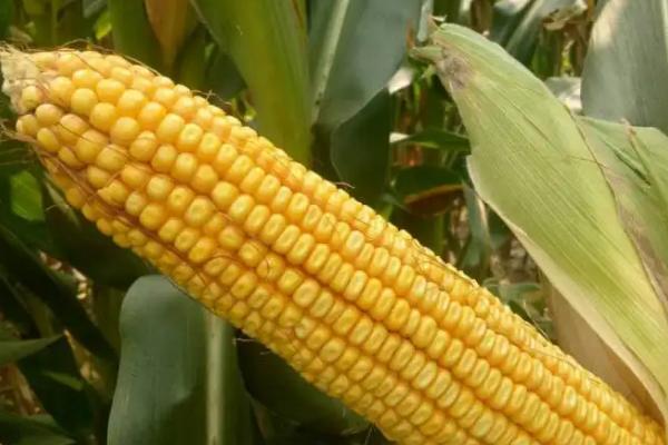 龙单298玉米品种的特性，该品种幼苗期第一叶鞘紫色