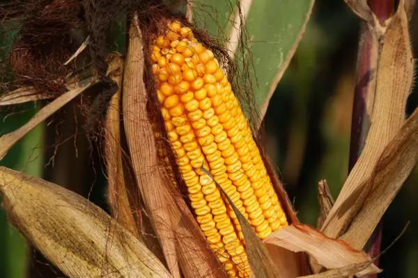 齐丰1985玉米品种简介,种植密度不宜过大