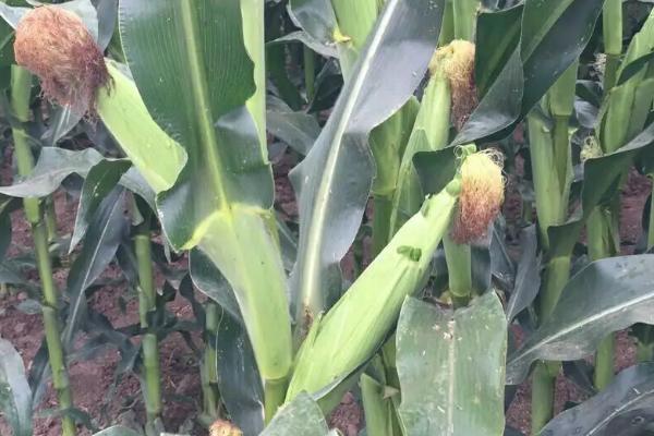 GA800玉米种子介绍，该品种幼苗期第一叶鞘紫色