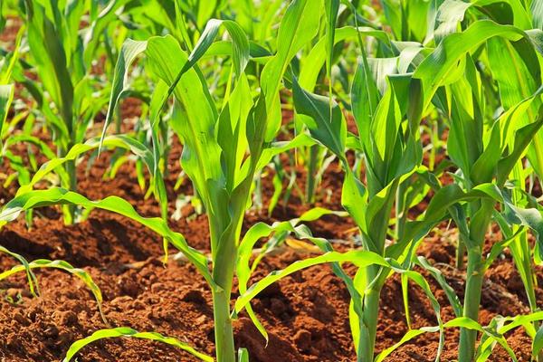 德邦1681玉米品种简介，在适应区5月1日左右播种