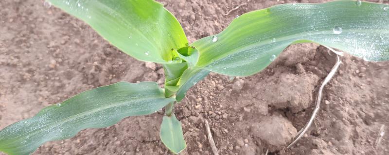 黄金甲sk玉米种子介绍，普通玉米品种