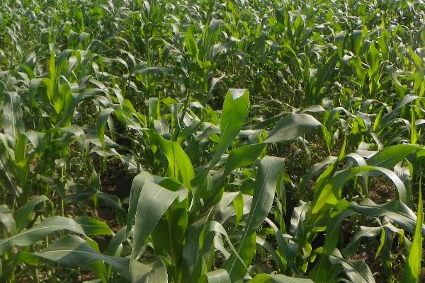 Z6831玉米品种的特性，在适应区5月5日左右播种