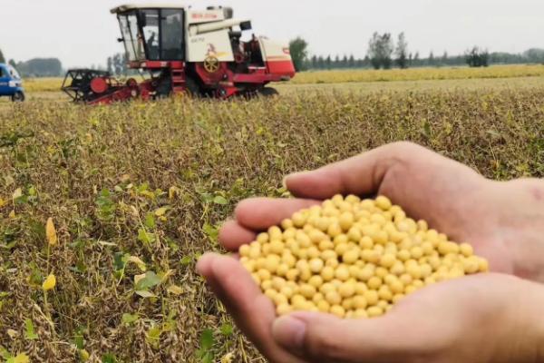 黑农芽豆9号大豆种子特点，该品种为亚有限结荚习性