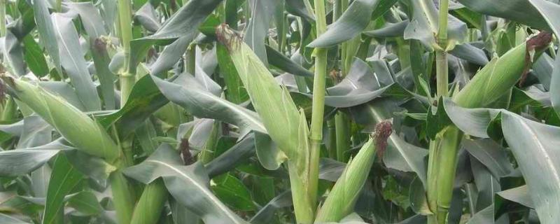 橙糯707玉米种子特征特性，该品种幼苗期第一叶鞘紫色