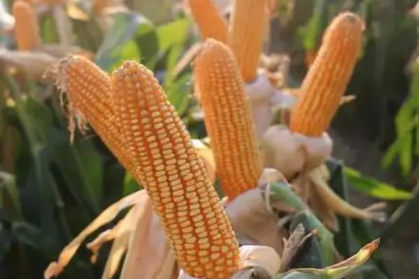 齐丰1985玉米品种简介,种植密度不宜过大