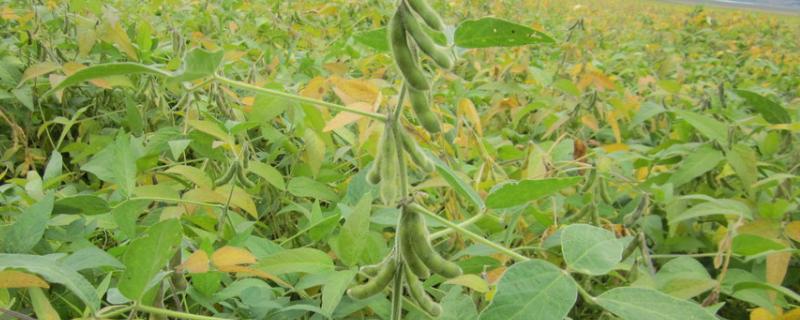 黑农芽豆9号大豆种子特点，该品种为亚有限结荚习性