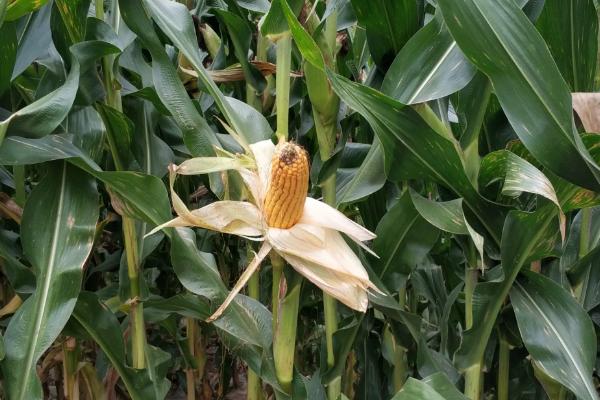 龙单298玉米品种的特性，该品种幼苗期第一叶鞘紫色