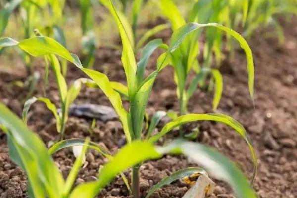 CD168玉米品种的特性,种植密度不宜过大