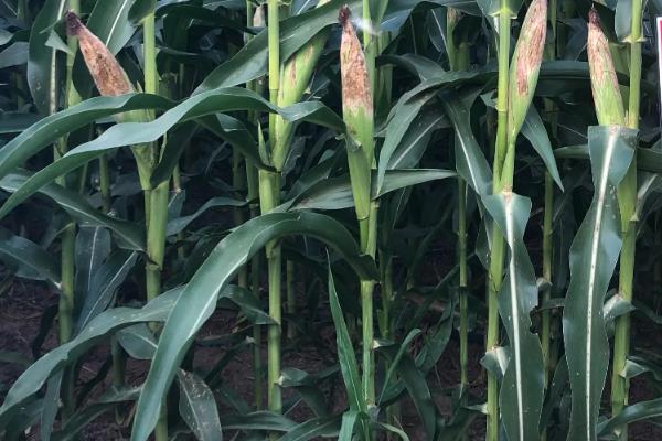 龙单298玉米品种的特性，该品种幼苗期第一叶鞘紫色