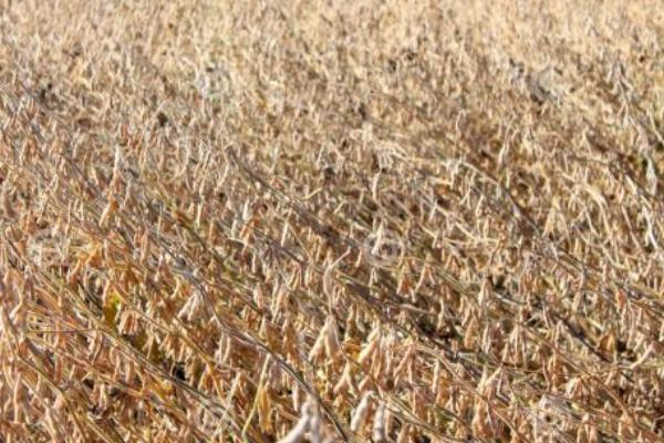 飞龙2号大豆种子特征特性，选择中等以上肥力地块种植