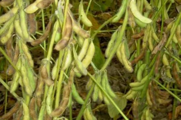宝裕豆54大豆种子特征特性，该品种为亚有限结荚习性