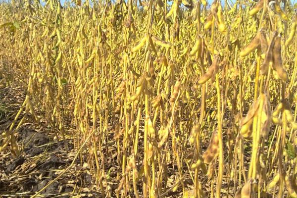 飞龙2号大豆种子特征特性，选择中等以上肥力地块种植