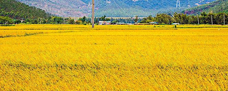 龙粳2336水稻种子特点，该品种主茎10片叶