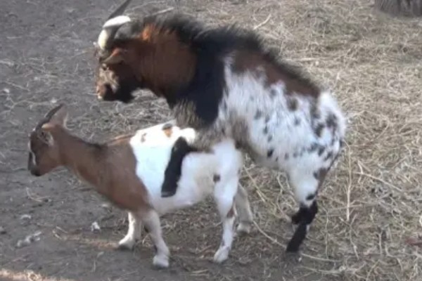 山羊一年产几胎，繁殖数量与体质有关