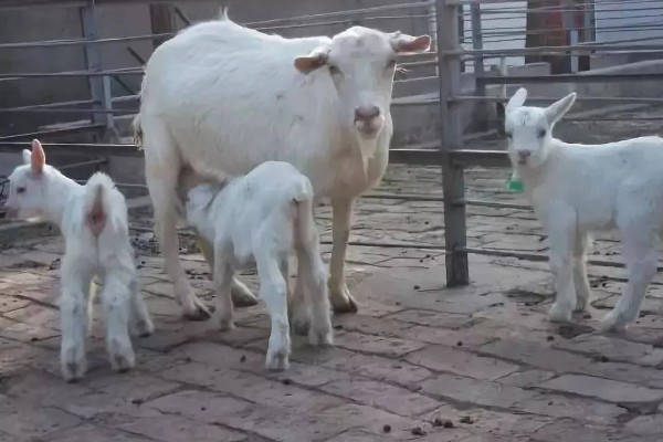 山羊一年产几胎，繁殖数量与体质有关