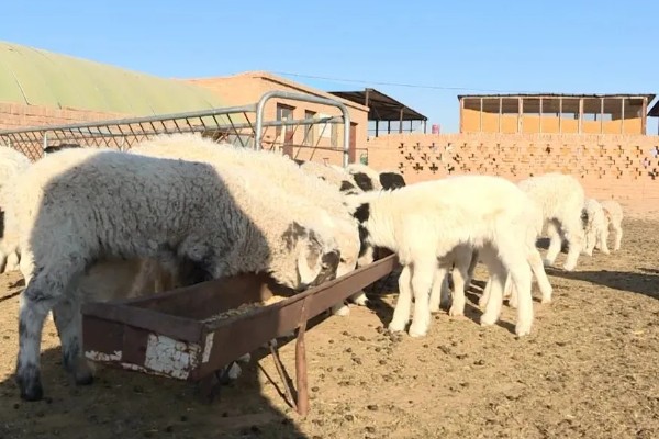 山羊一年产几胎，繁殖数量与体质有关