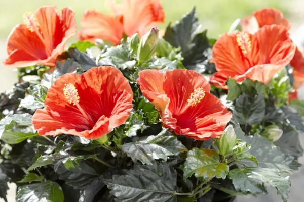 丹麦木槿的养殖方法,可采取扦插的方式进行繁殖