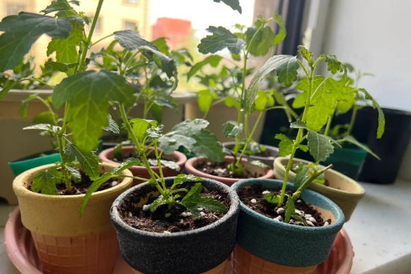 丹麦木槿的养殖方法,可采取扦插的方式进行繁殖