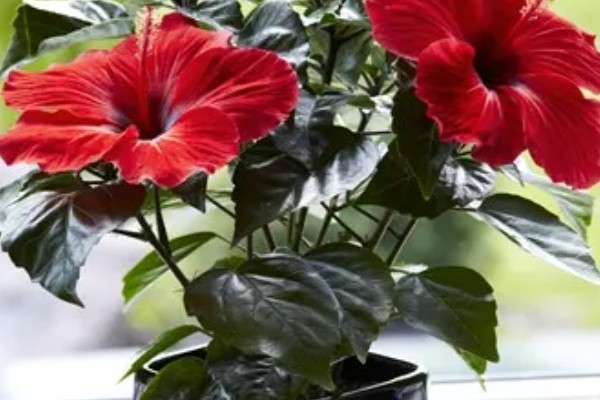 丹麦木槿的养殖方法,可采取扦插的方式进行繁殖